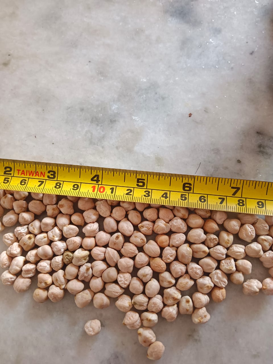 WHITW CHICKPEA SEEDS 