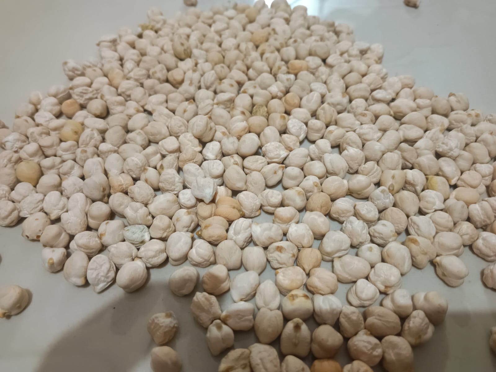WHITW CHICKPEA SEEDS 