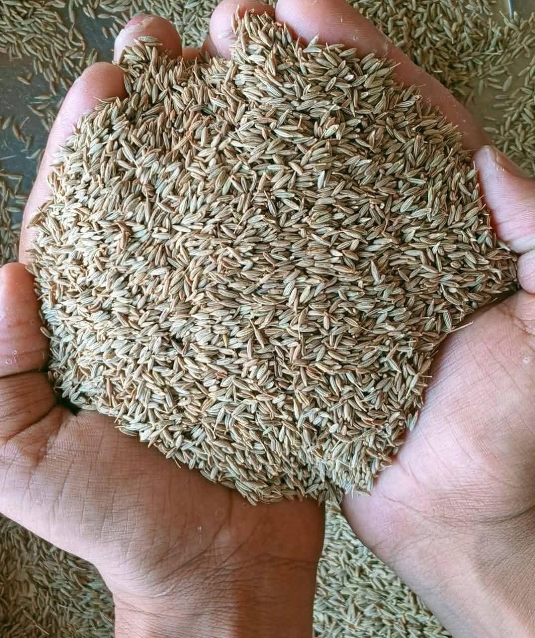 CUMIN SEEDS