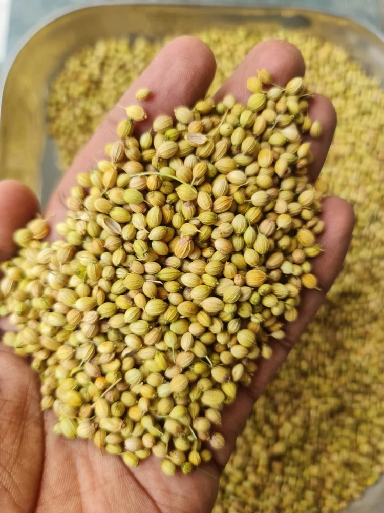 CORIANDER SEEDS BOLD